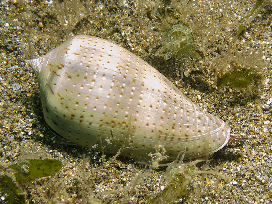 Conus sp. B